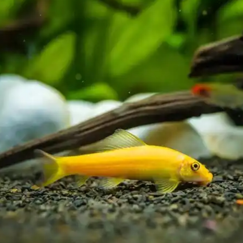 工具鱼清苔鼠金苔鼠鱼热带观赏鱼夫鼠鱼鱼缸除藻鱼清洁鱼活体