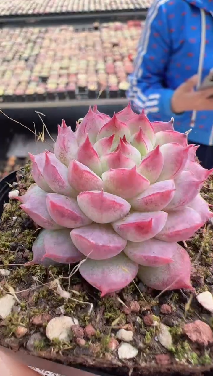 【闪购商品】新款多肉-147