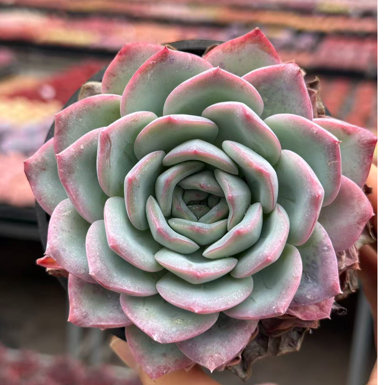 10#水碧多肉植物   前男友精品多肉  SM0489