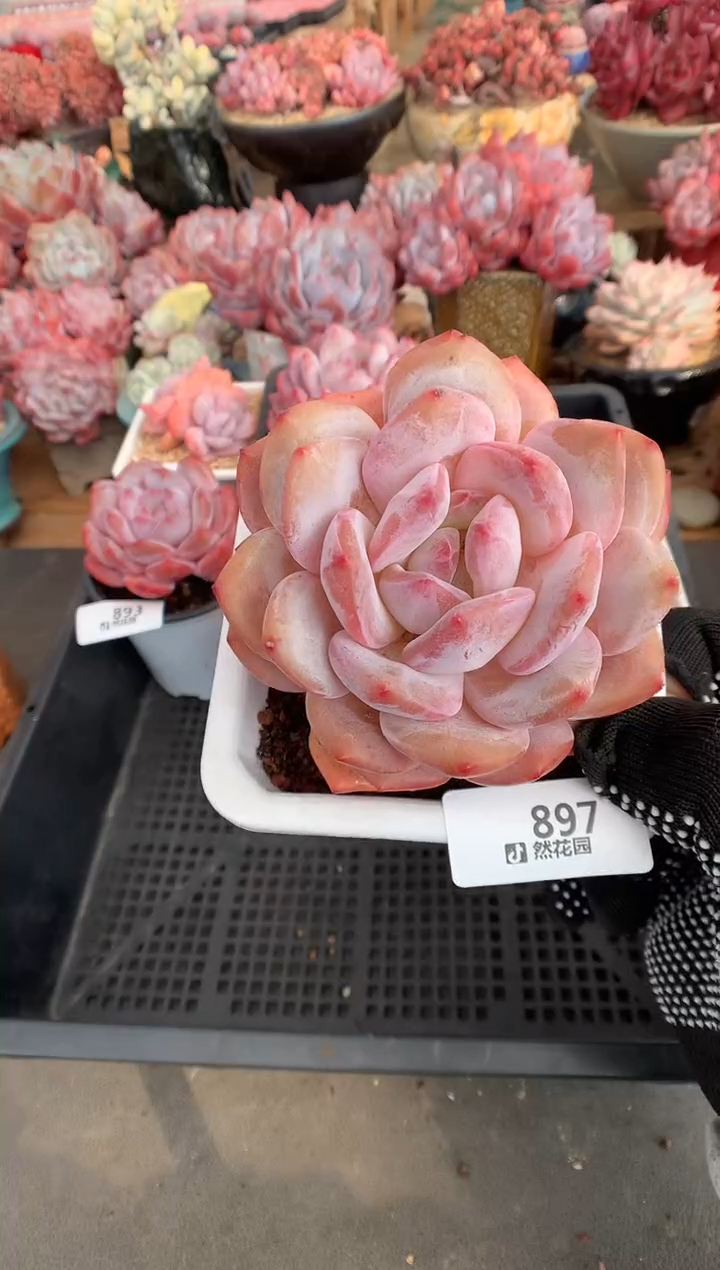 897蒙克多肉植物一物一拍