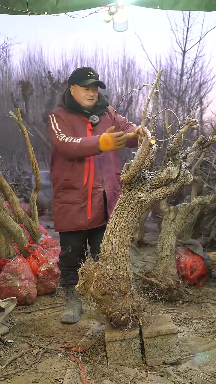 完全开放枣树1227