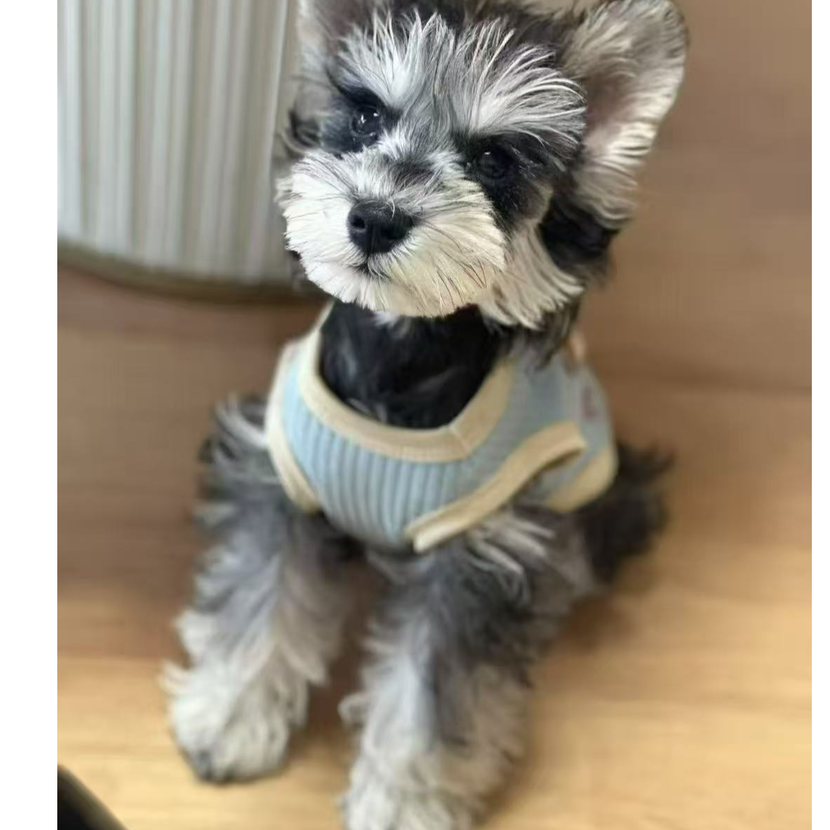 （成都昊陈名宠）T狗狗活体