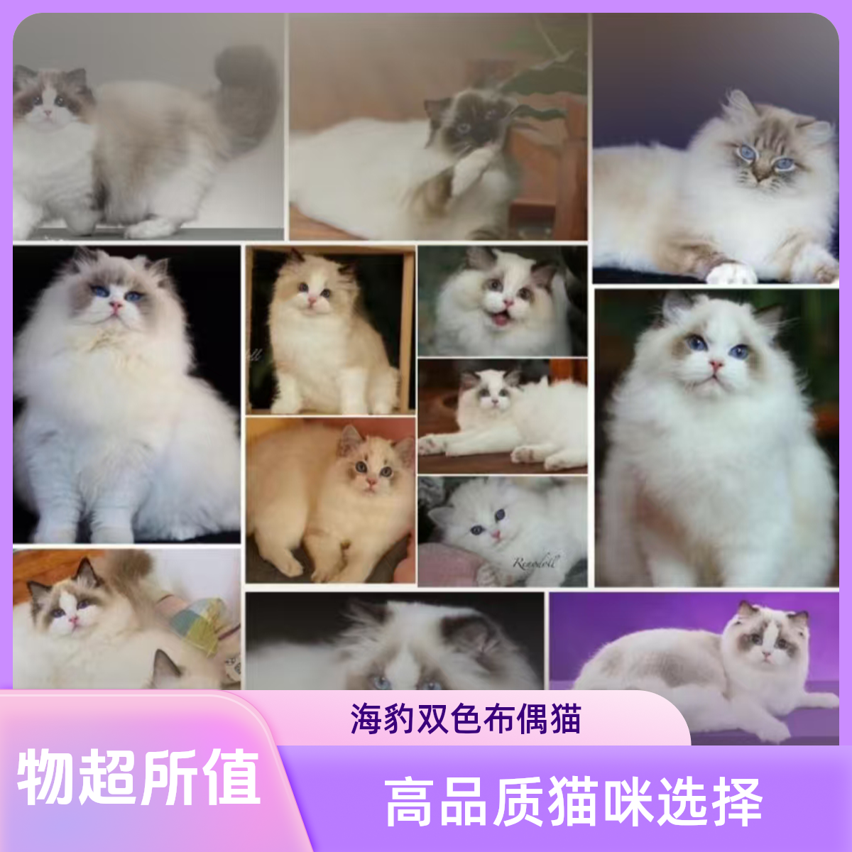 萌宠保障联盟链接定金相册