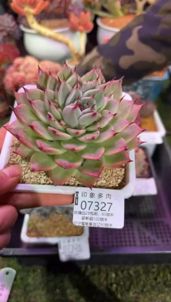 【闪购商品】07327