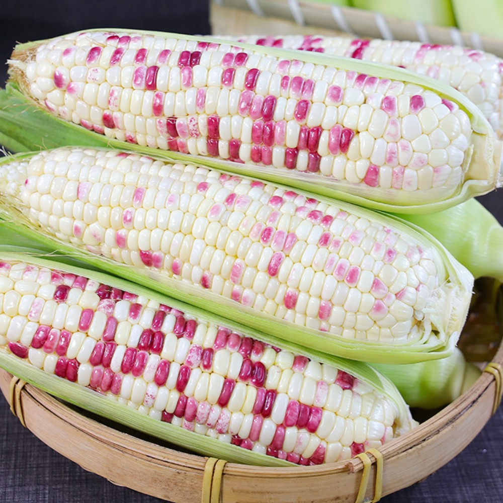 【明天到】新鲜花糯玉米香甜软糯鲜甜可口有坏必赔顺丰包邮上门~ 4斤~9.5斤花糯玉米云南省