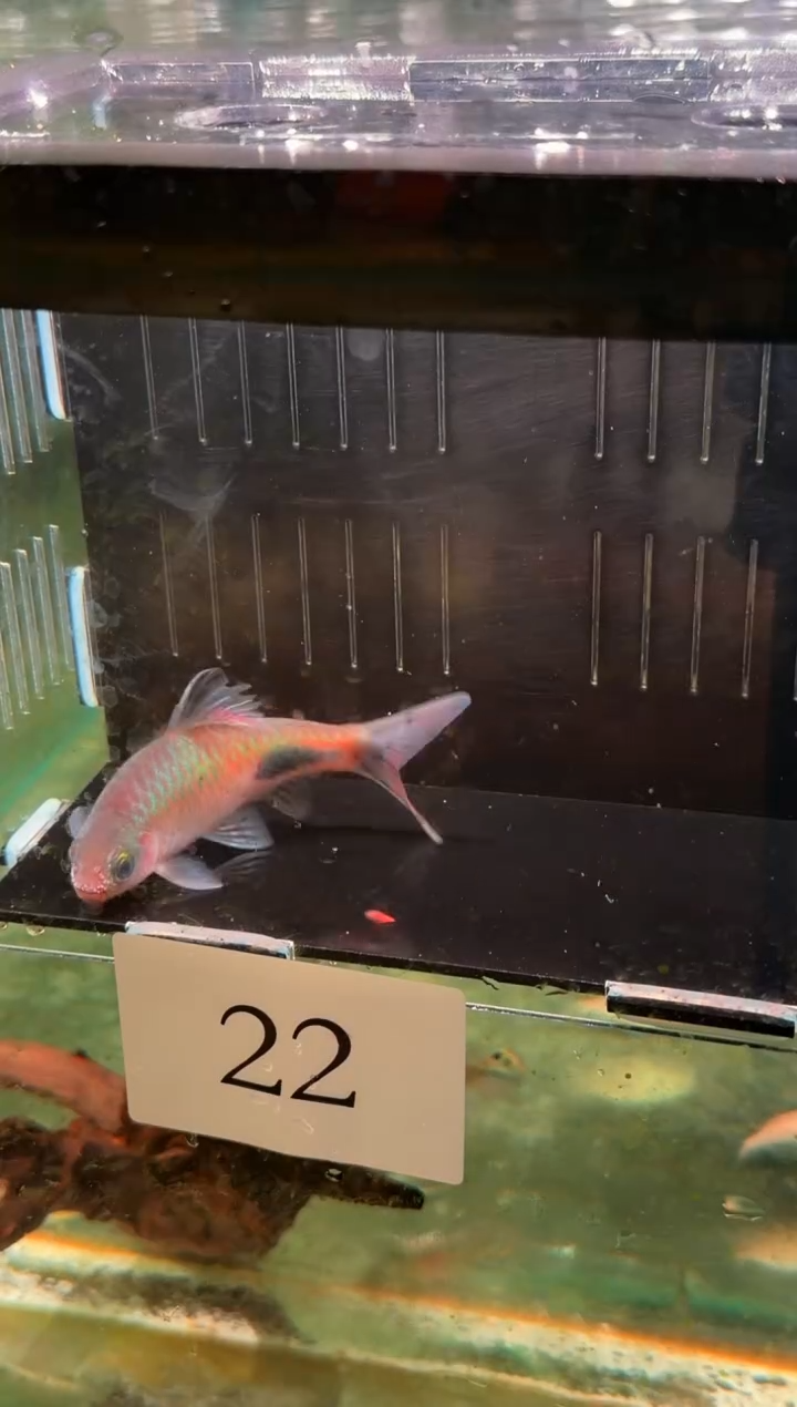 灯科鱼我**素22【彩虹道人  8-9cm  公】1条  