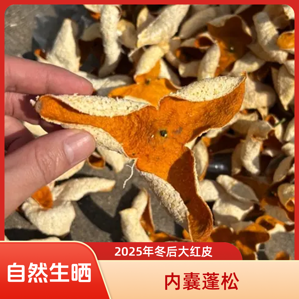 （2025年）广西浦北茶枝柑陈皮，冬后大红皮香甜糯的口感，自家果园