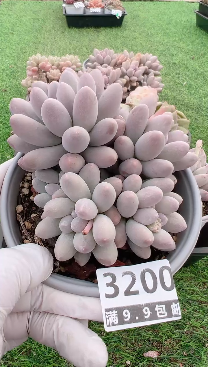 【闪购商品】信福多肉一物一拍