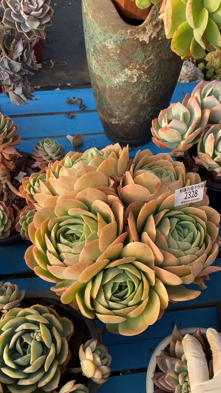 【闪购商品】2328桃花坞