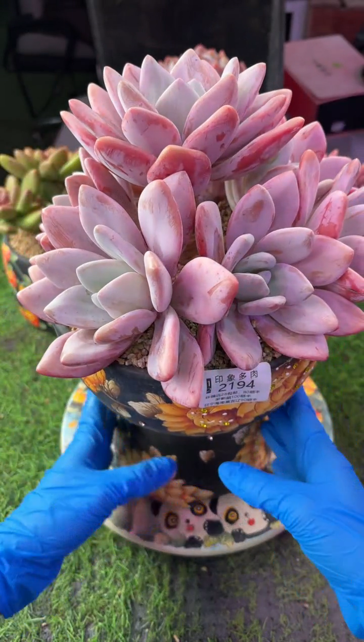 昆明印象多肉2194