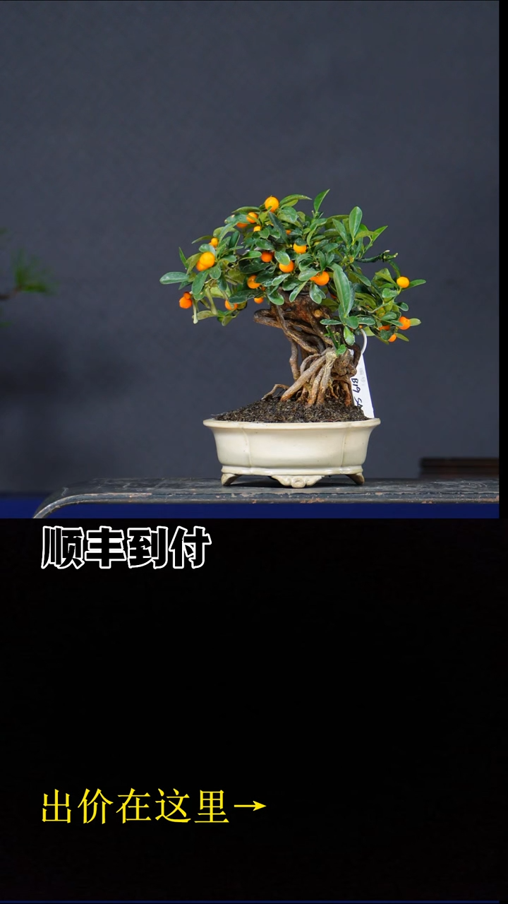 无花朵邛****型豆豆 不包邮