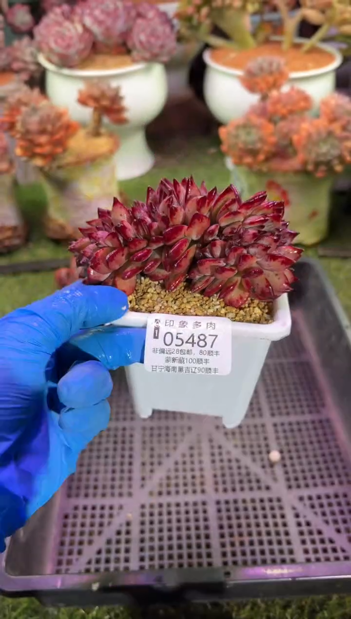 【闪购商品】05487