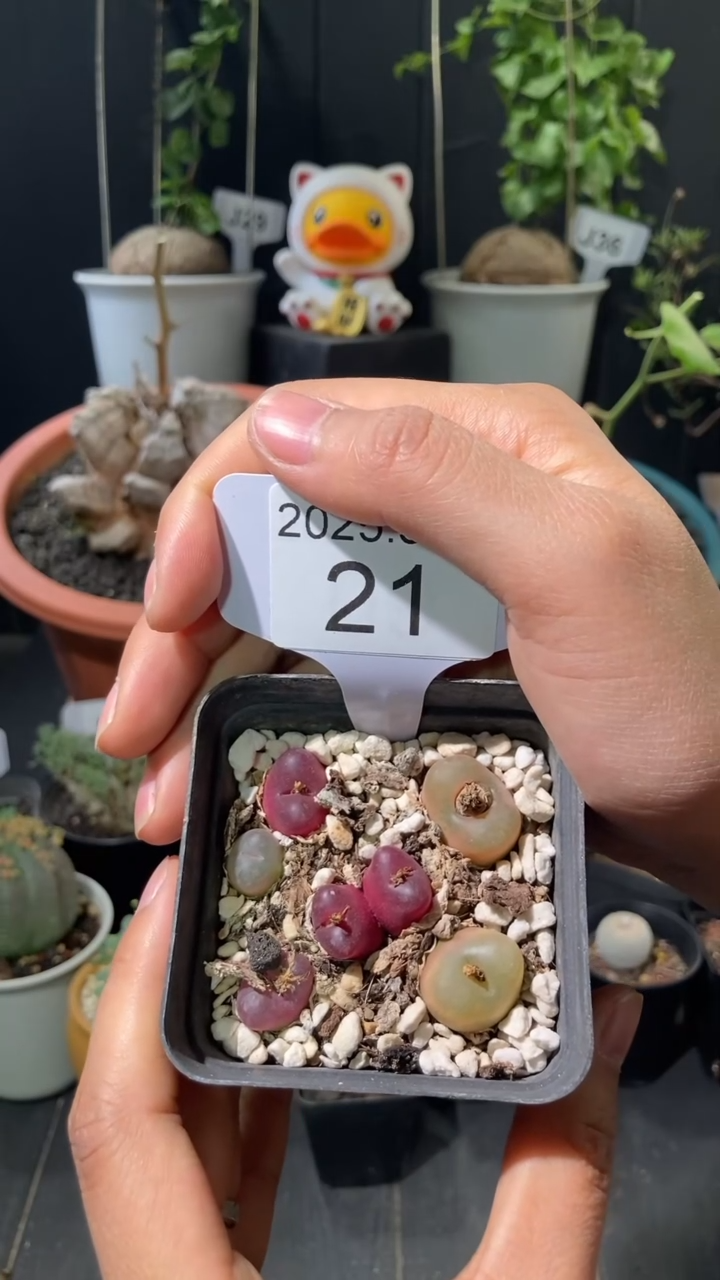 【闪购商品】毛汉尼福利拼盘3.11.21