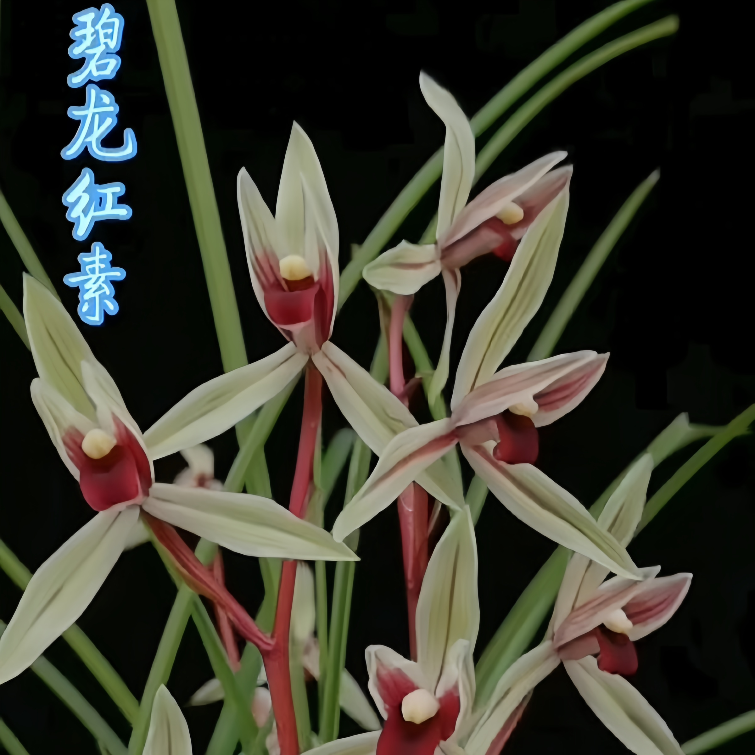 【莲瓣兰-碧龙红素】古道兰艺高山国兰 易养活无温室阳台养兰