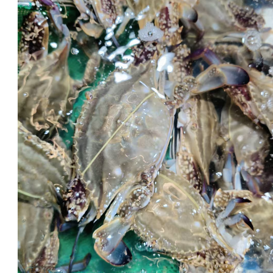 鲜活发货/【保鲜不保活】/舟山/中国/海蟹（梭子蟹) 3斤装/1-4两左右/9-15只左右