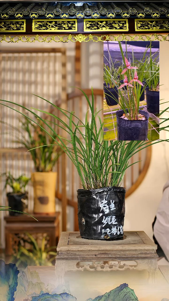 全部花苞红豆6花