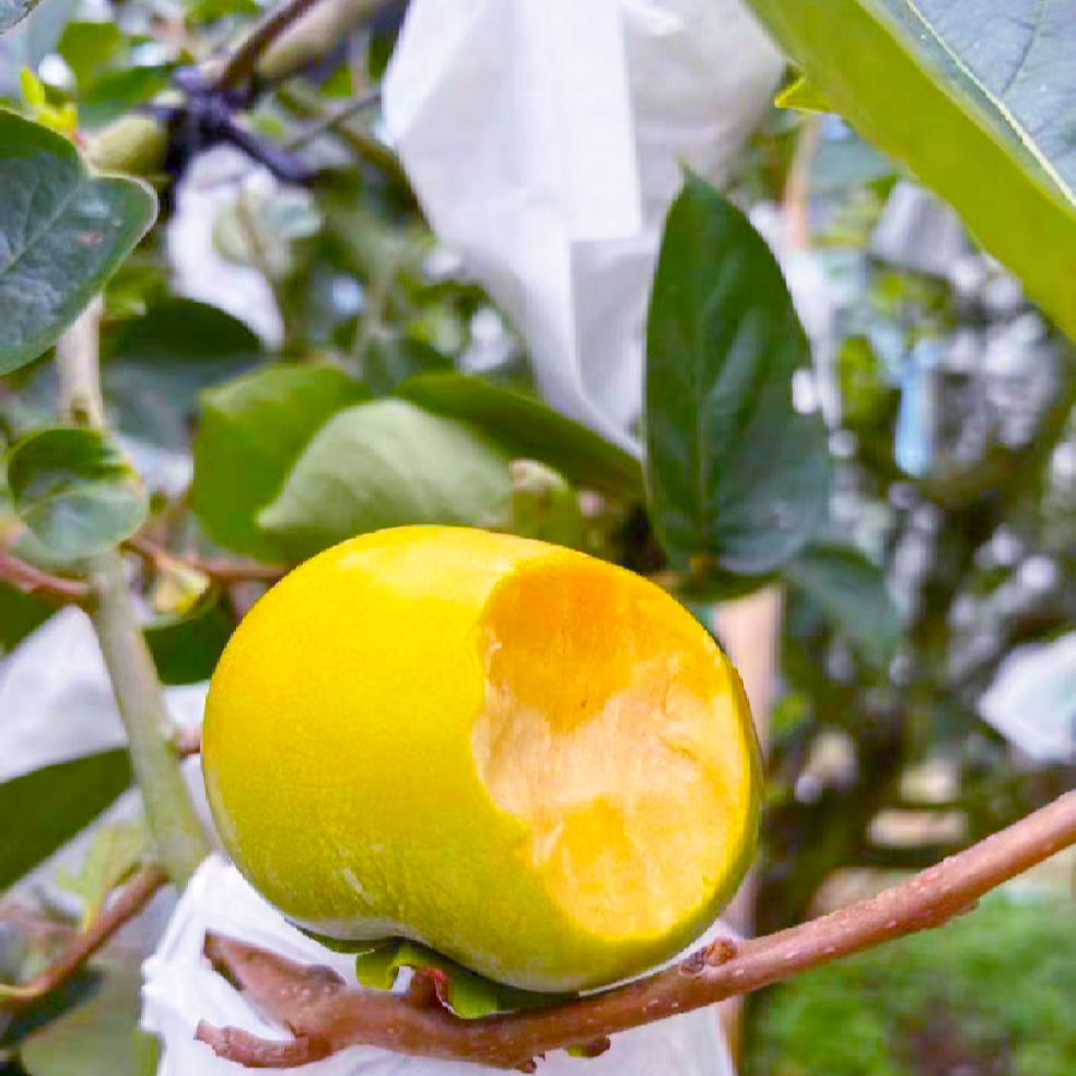 广西桂林市平乐县大秋甜柿树上自然成熟摘下就可以吃的脆甜水果