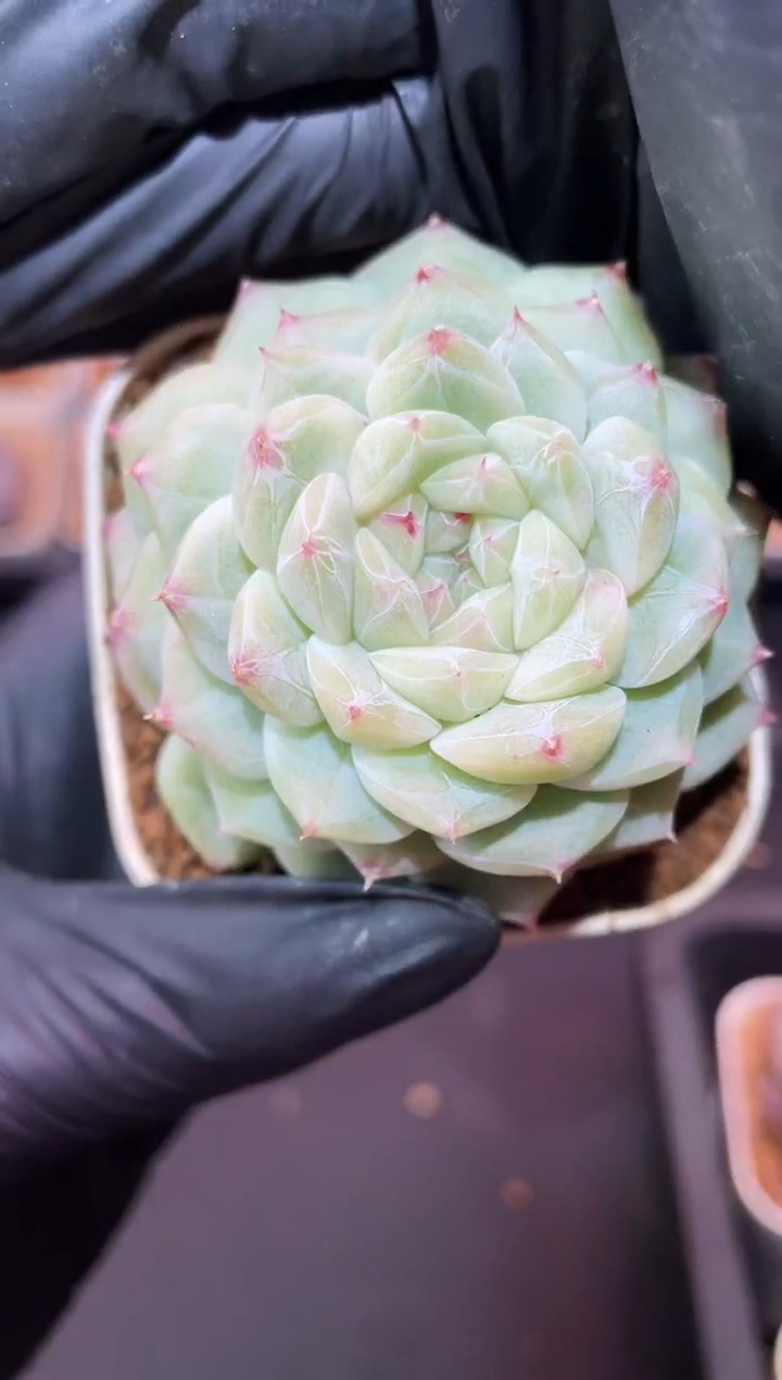 闪购375 寒华多肉一颗