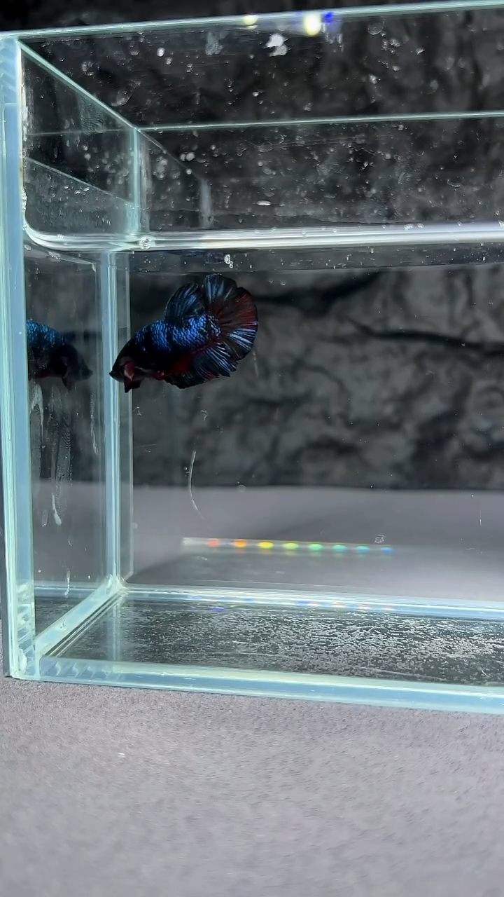 斗鱼竞拍链接A093