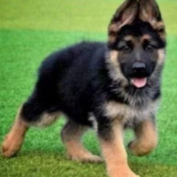 大狼狗德牧幼犬高级宠物看家护院大型犬陪伴犬