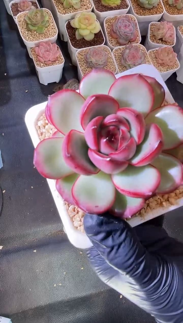 闪购2235  花田错多肉一颗5-6厘米