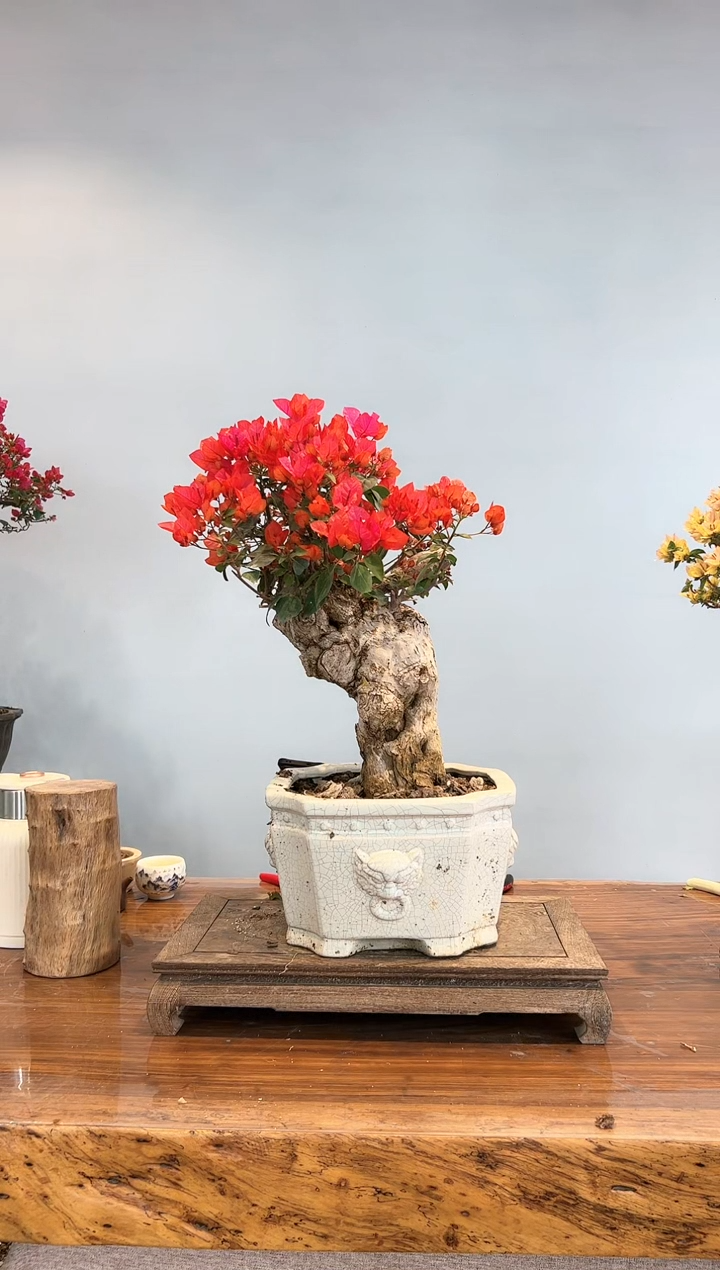 【闪购商品】aa916