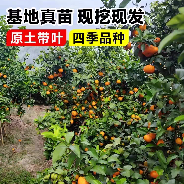  广西桂林纯甜无籽沙糖桔树苗 自家果园现挖现卖 带土球发货