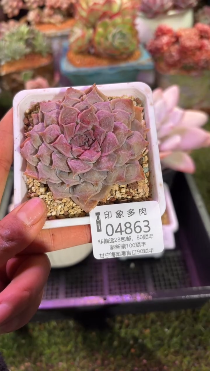 【闪购商品】04863