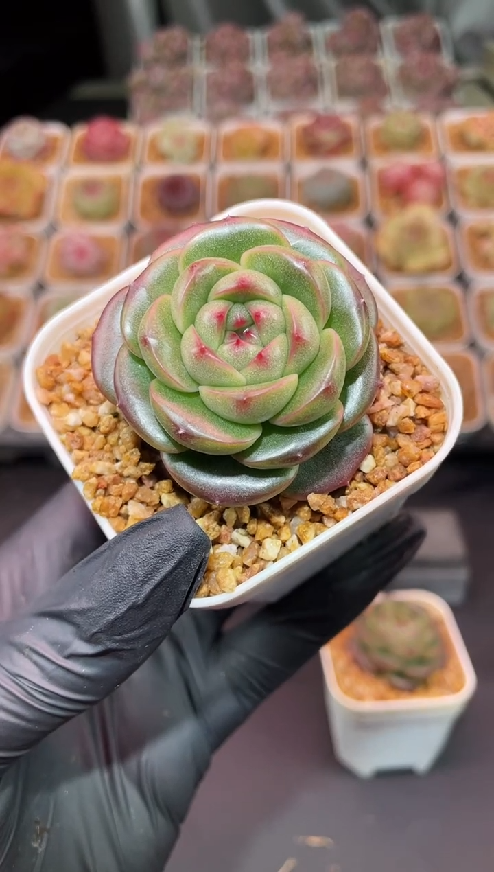 闪购3163墨绿翡冷翠多肉一颗  4-4.5厘米