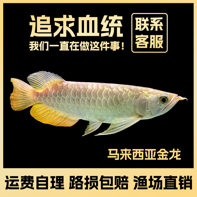 马来西亚金龙观赏鱼室内养殖（拍收货和过水下缸视频）