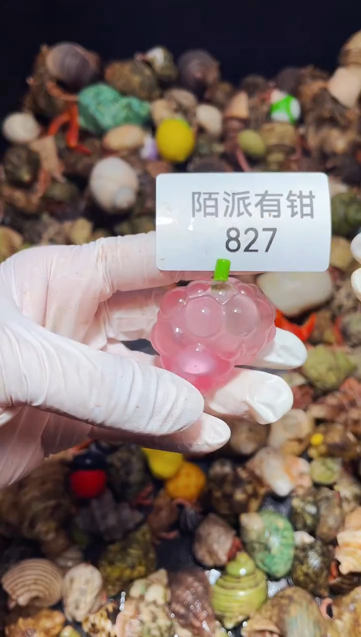 陌派有钳寄居蟹826,2.1口