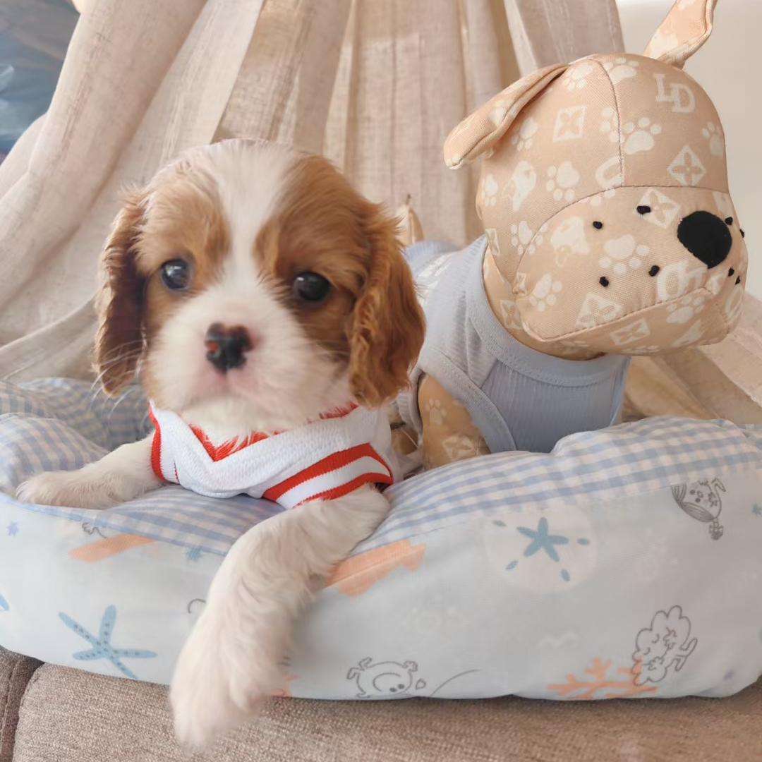 【天津小猎狐丁丁宠物】多犬种（一物一拍）家庭狗狗活体幼犬