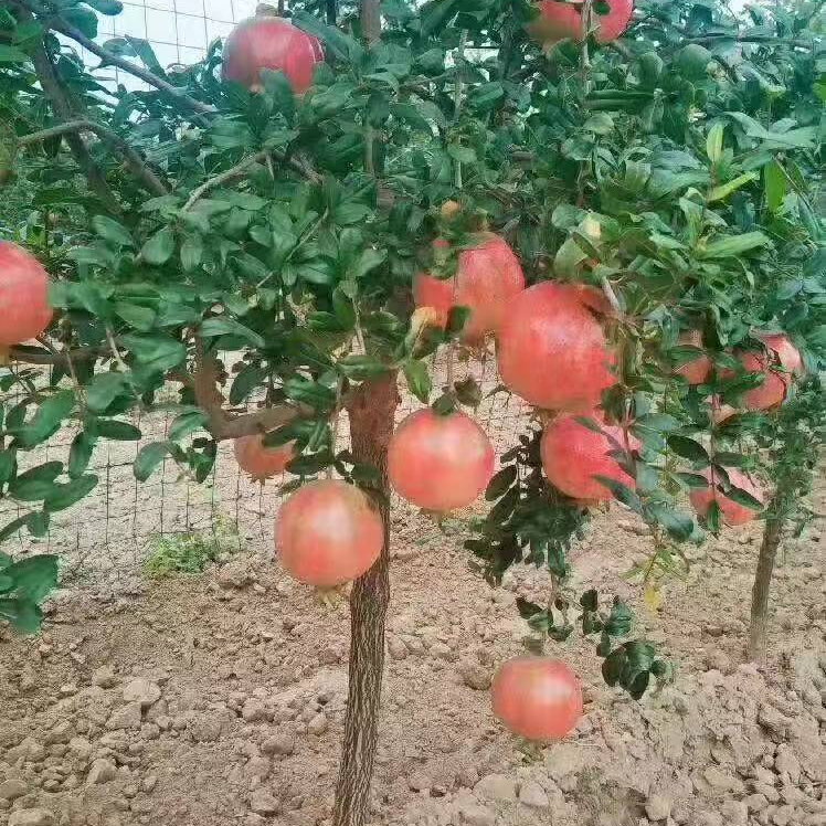 脆甜柿子树，突尼斯软籽石榴树，盆栽地栽南方北方