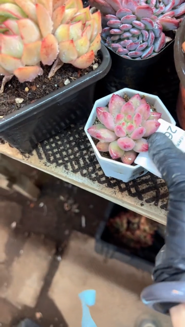 多肉植物一物一拍26492.493.494