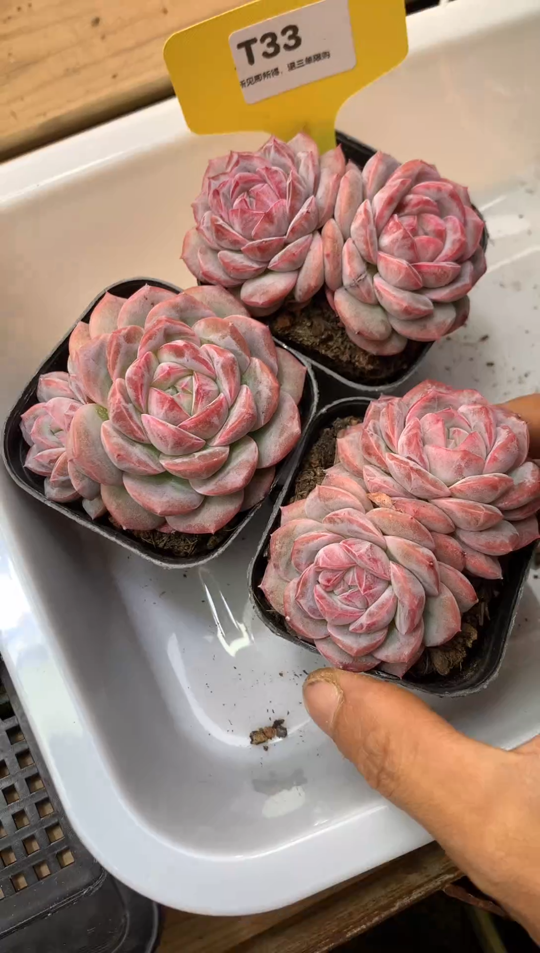 T33懒羊羊直播量拍一颗