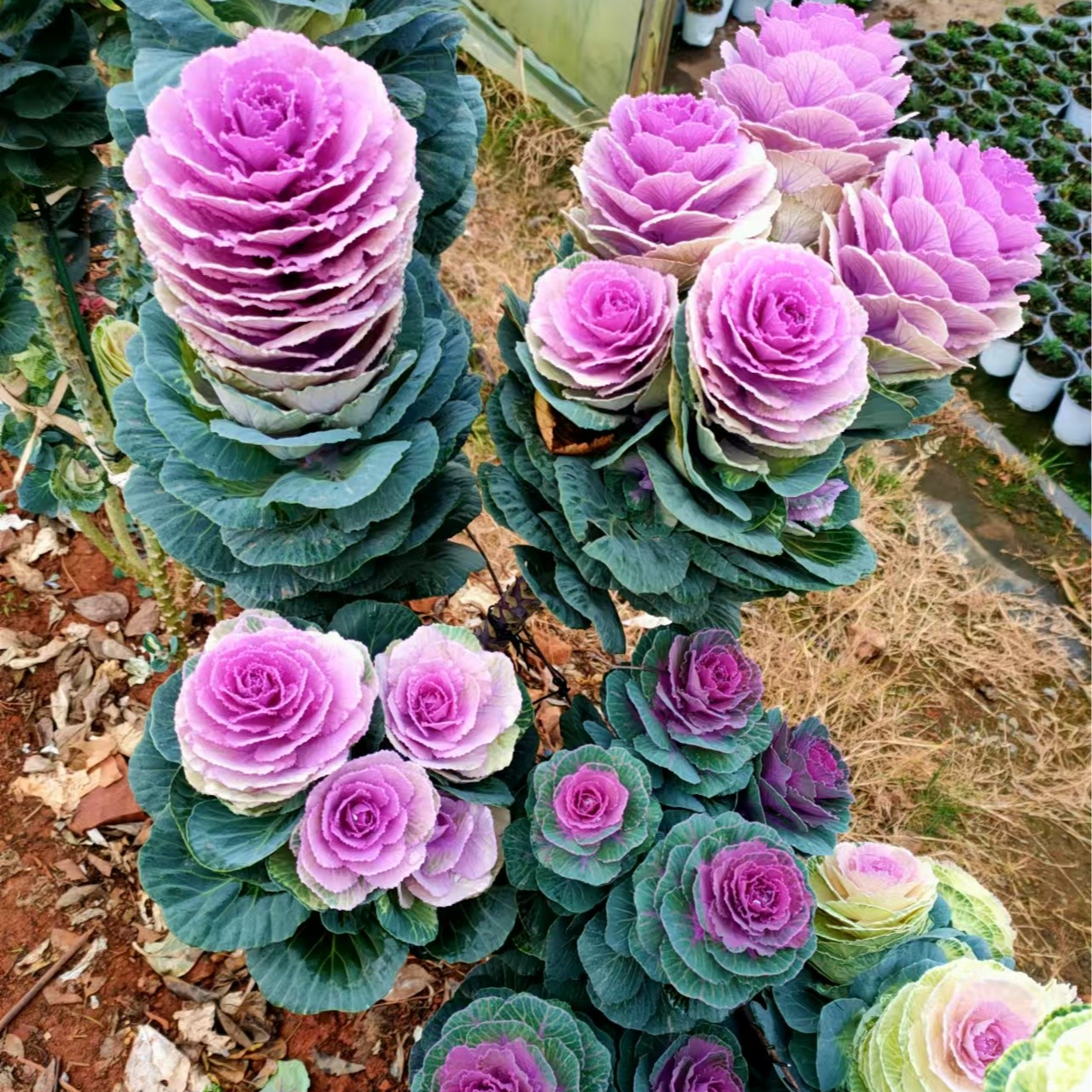 冬日玫瑰羽衣甘蓝阳台庭院耐热耐寒抗病性强多花多季节开