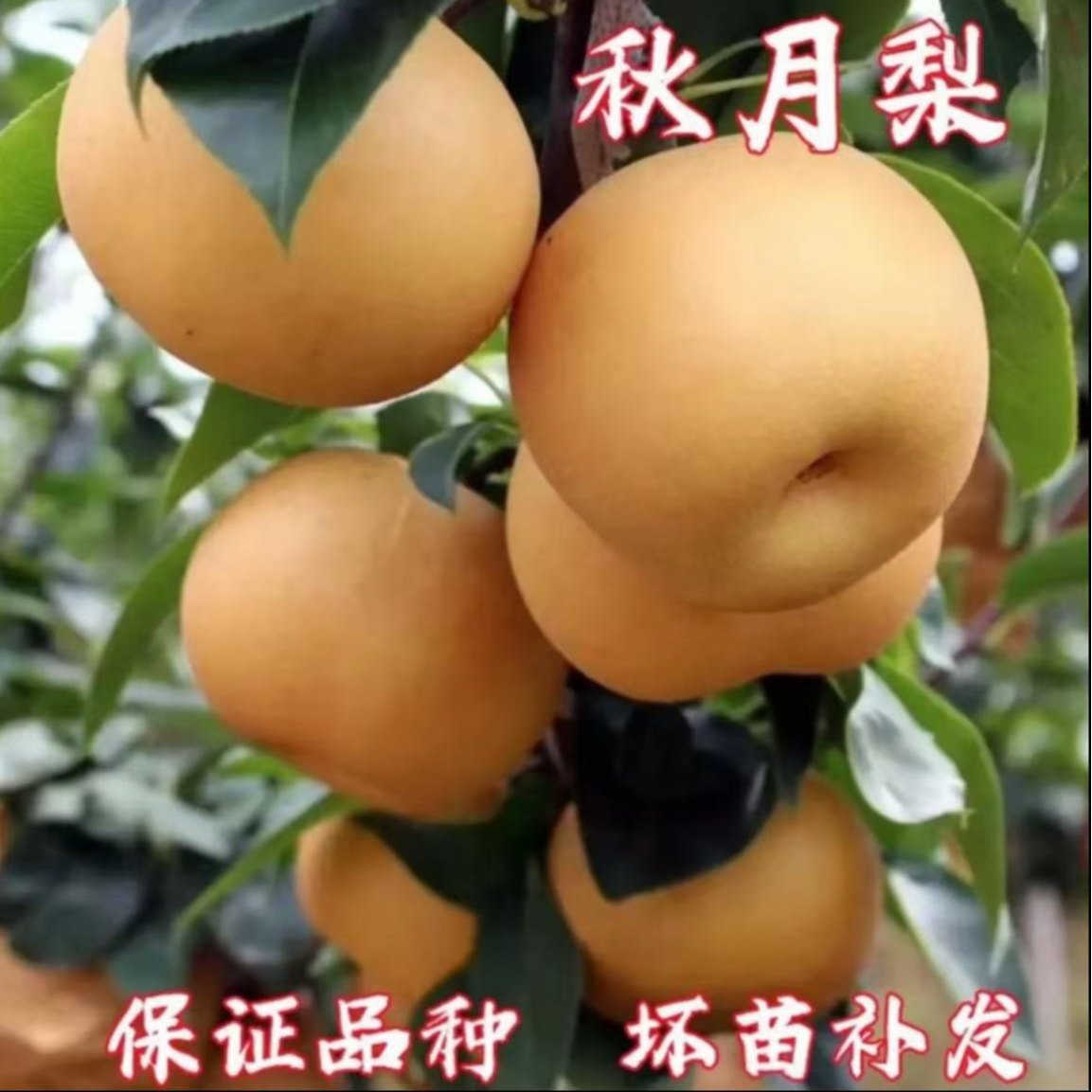 hl1嫁接秋月梨树苗晚熟果树苗梨苗庭院盆栽地栽南北方种当年结果