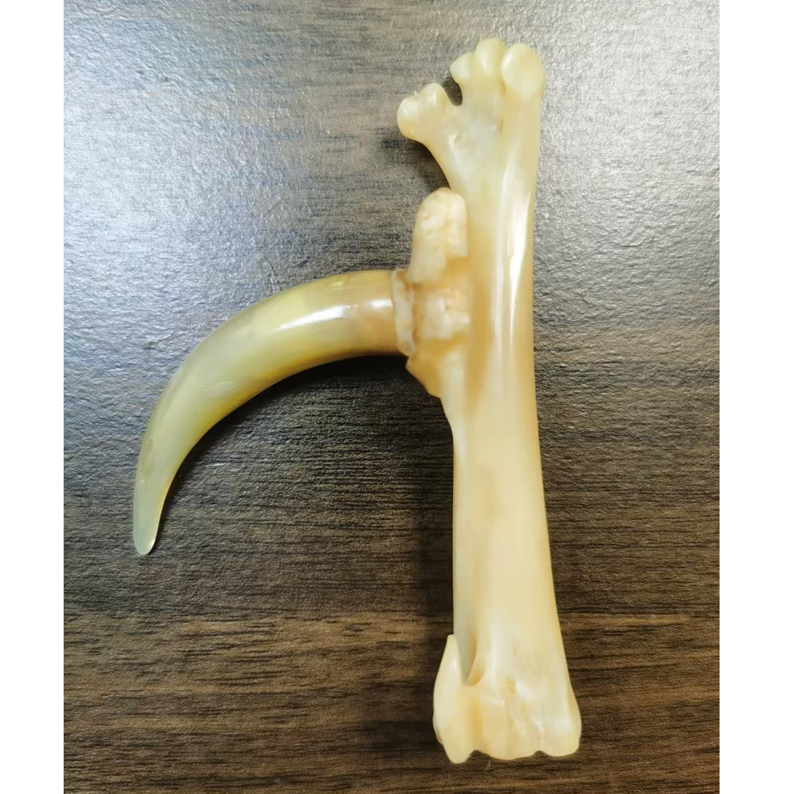文玩鸡爪骨手把件