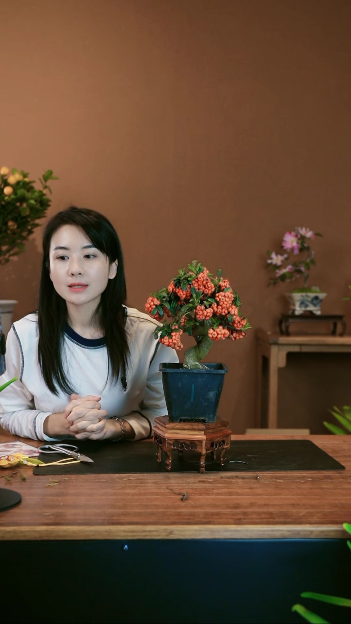 【闪购商品】盆景火棘