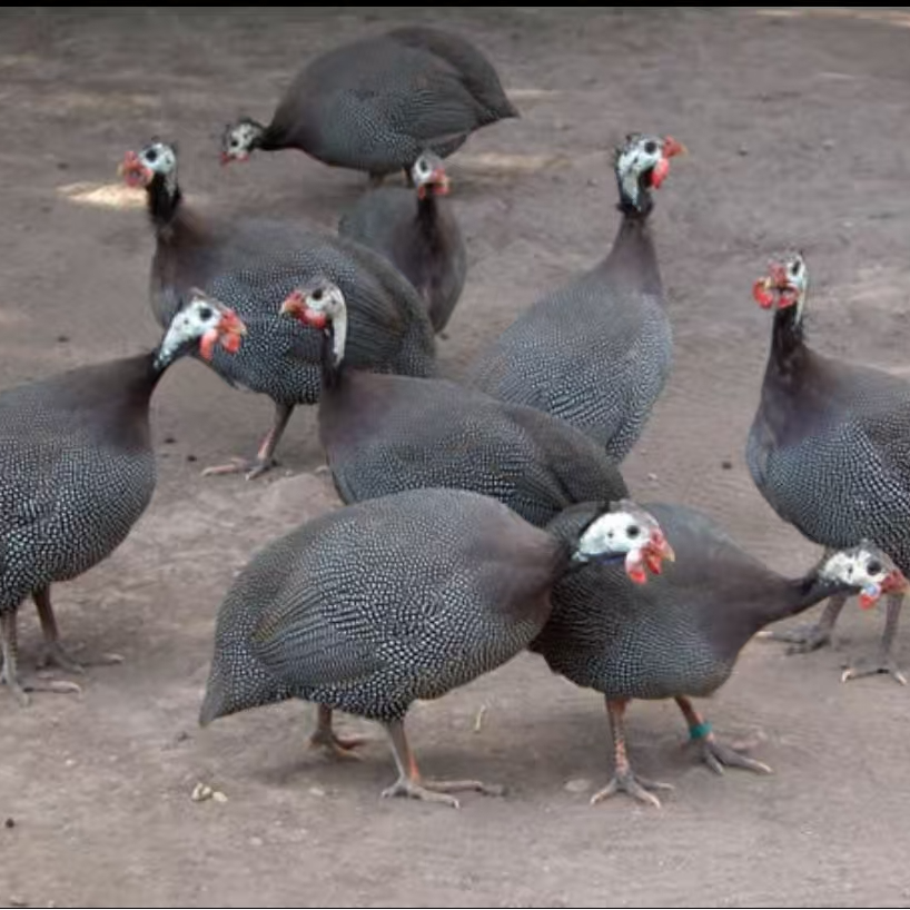 农村散养珍珠走地鸡丛林跑山鸡整只肉质好