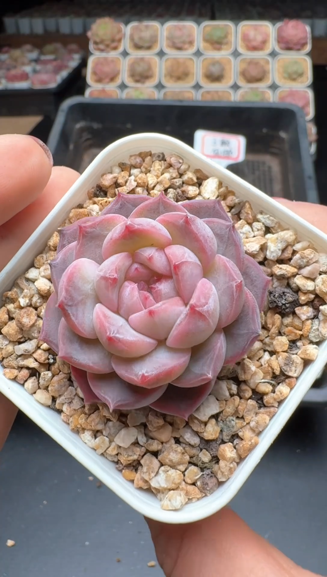 【闪购商品】129号 珍妮杂交多肉 花卉植物