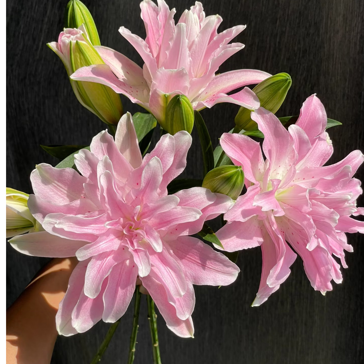 莲花雅致粉色重瓣百合 一头4支4朵 香味浓郁   基地鲜花