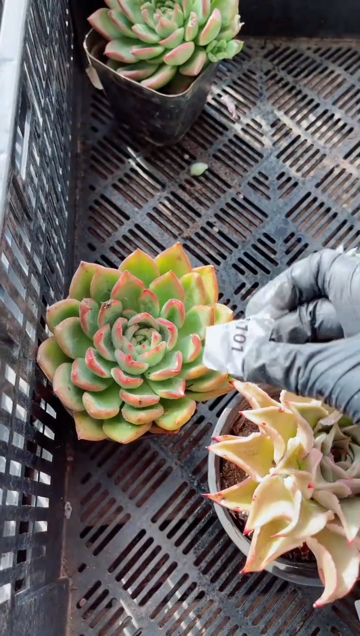 华多肉植物一物一拍21101