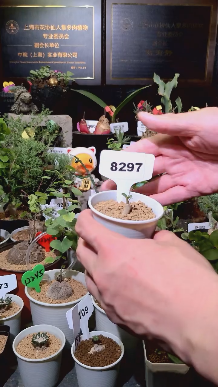 8297号1225精品植物土拨鼠