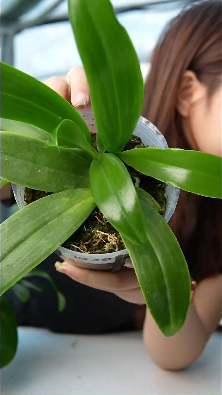 当前无花朵，栽培后可花朵GV路德（3.5）有侧芽