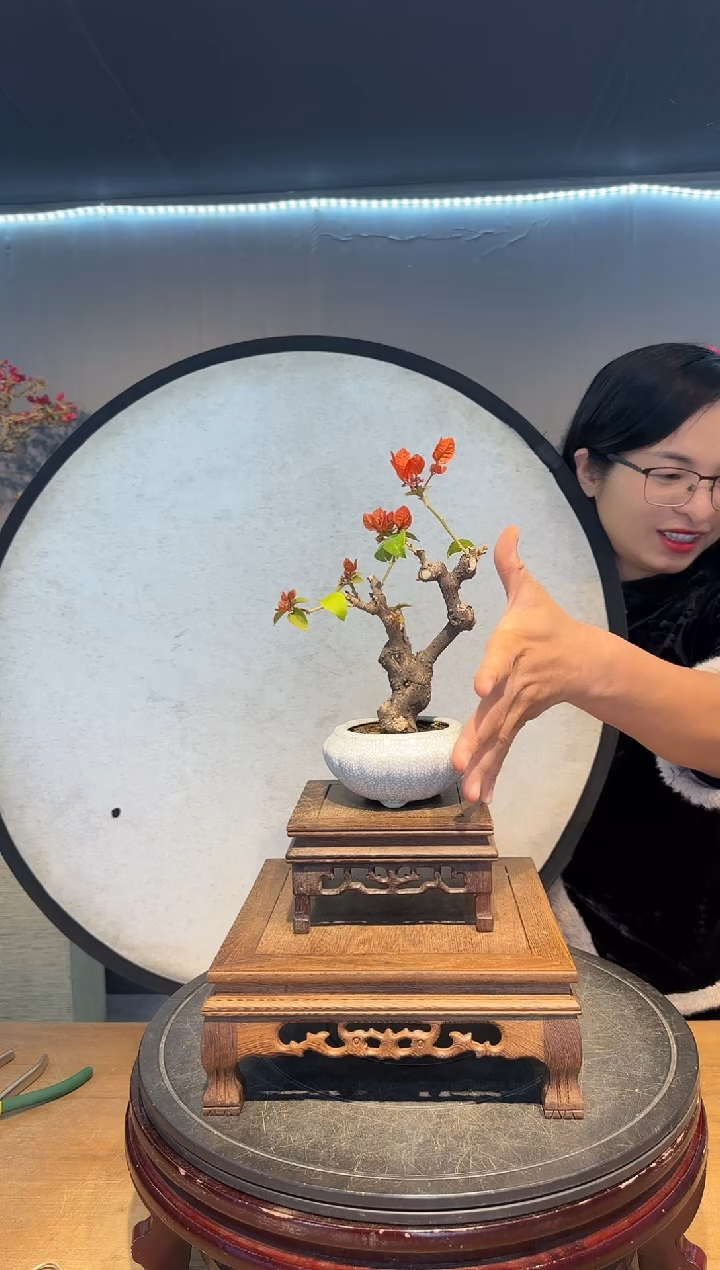 【闪购商品】清景  同安红