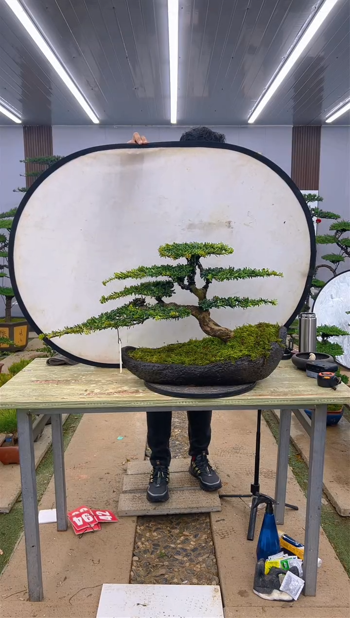 【闪购商品】松树红牙菊花珍珠罗汉松