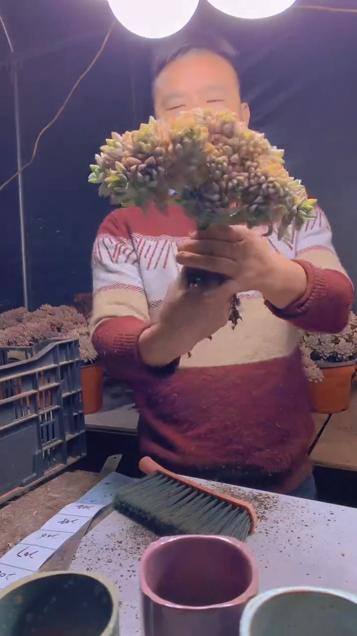 【闪购商品】缀化204