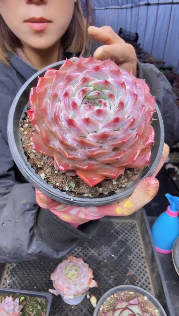 妖*024琥珀杂一物一拍所见即所得