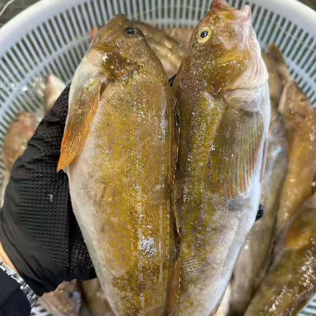 【仙人岛野生黄鱼】渤海湾本海最新回船，纯野生老好了睁新睁亮